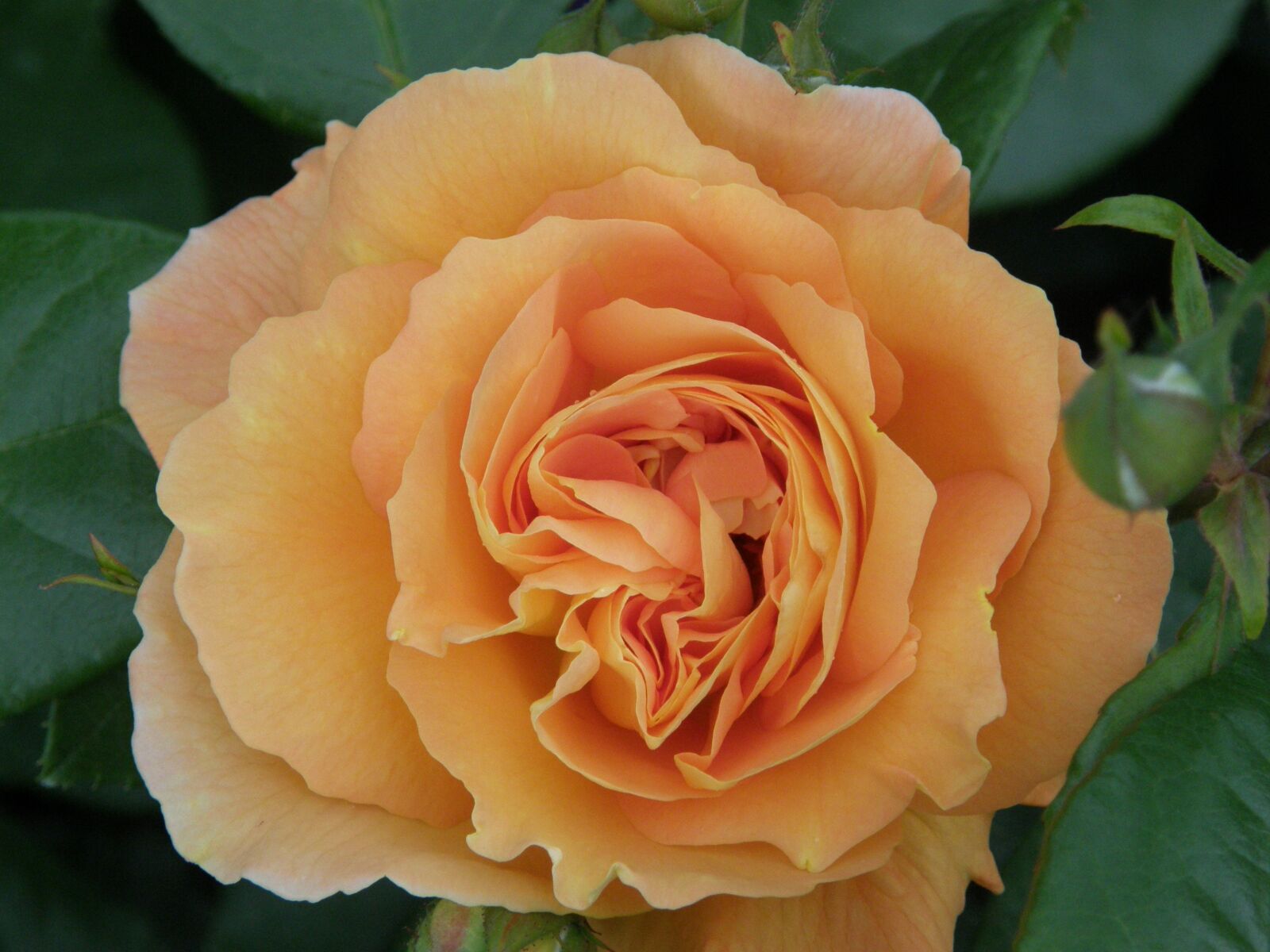 Olympus SP550UZ sample photo. Rose, flower, petal photography