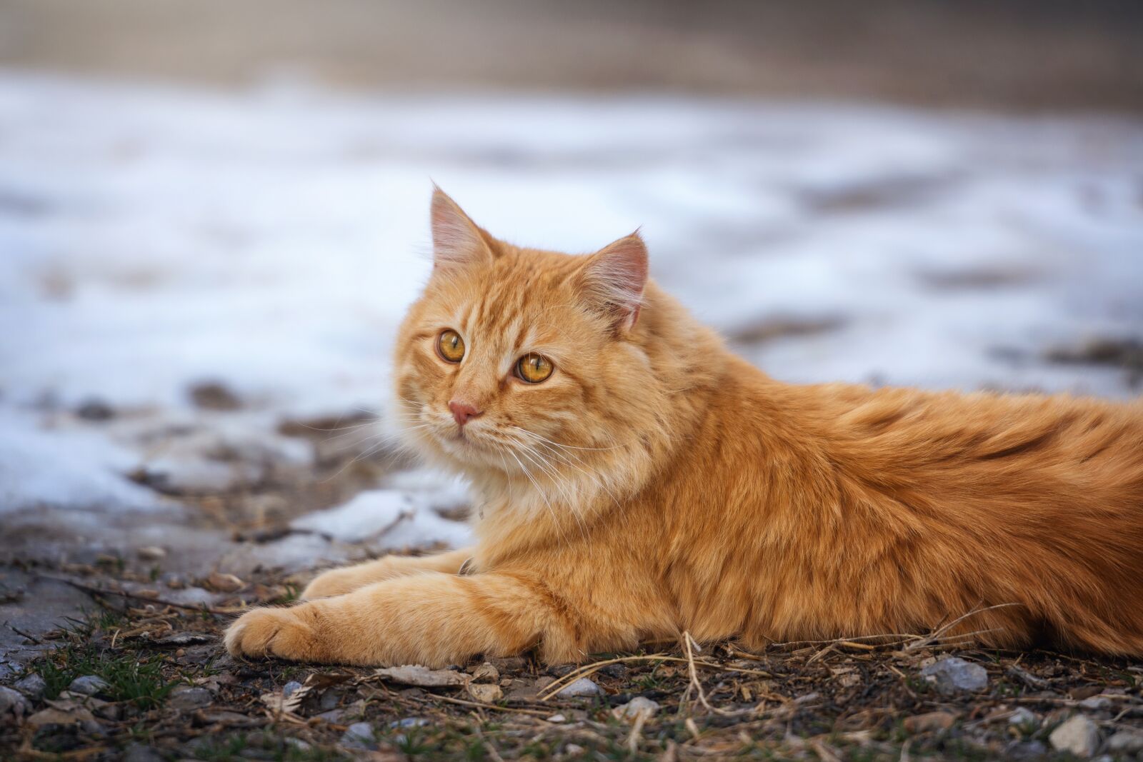 Nikon D7200 sample photo. Cat, animal, pet photography