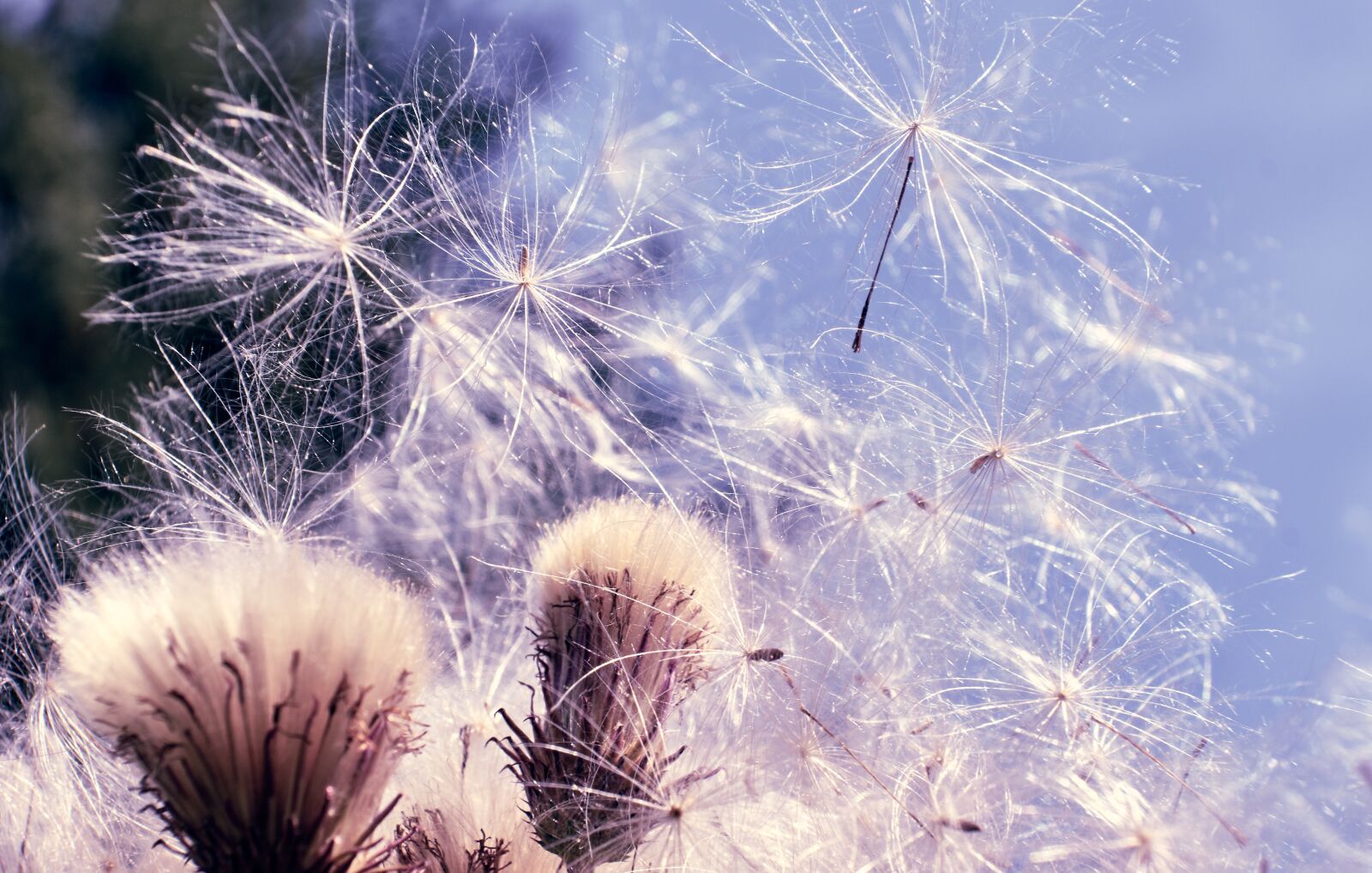 Fujifilm XF 18-55mm F2.8-4 R LM OIS sample photo. Swamp scratch thistle, pollen photography