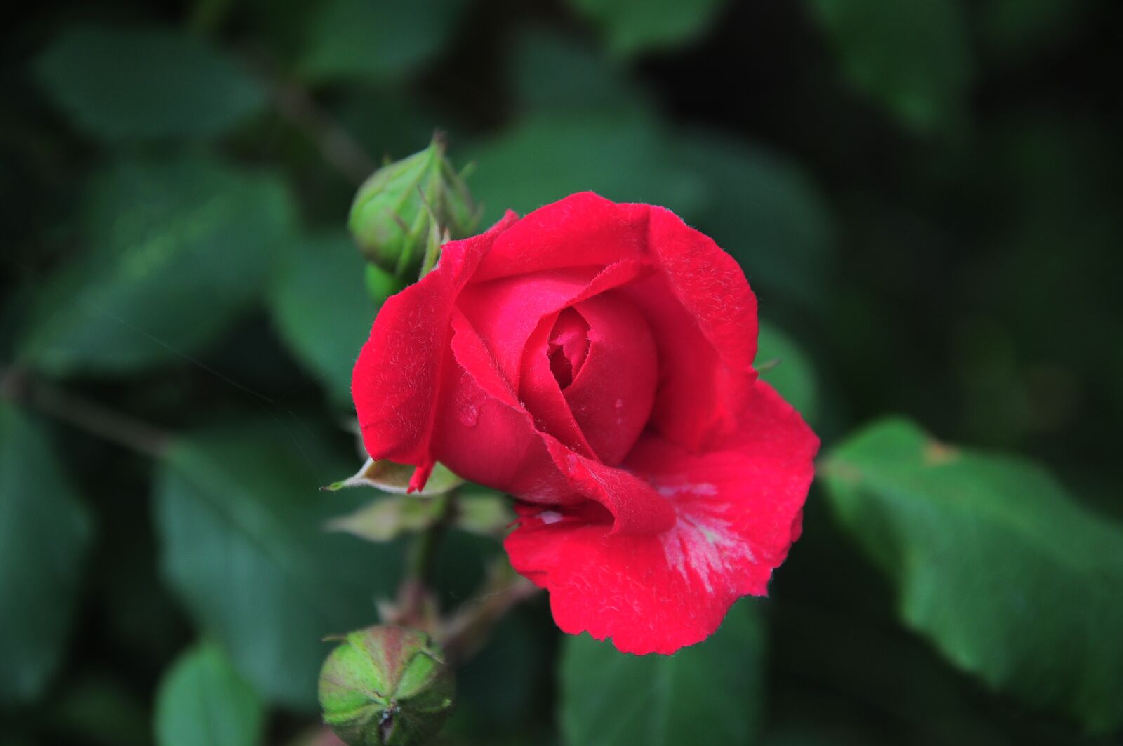 Nikon D90 sample photo. Red rose, red rose photography