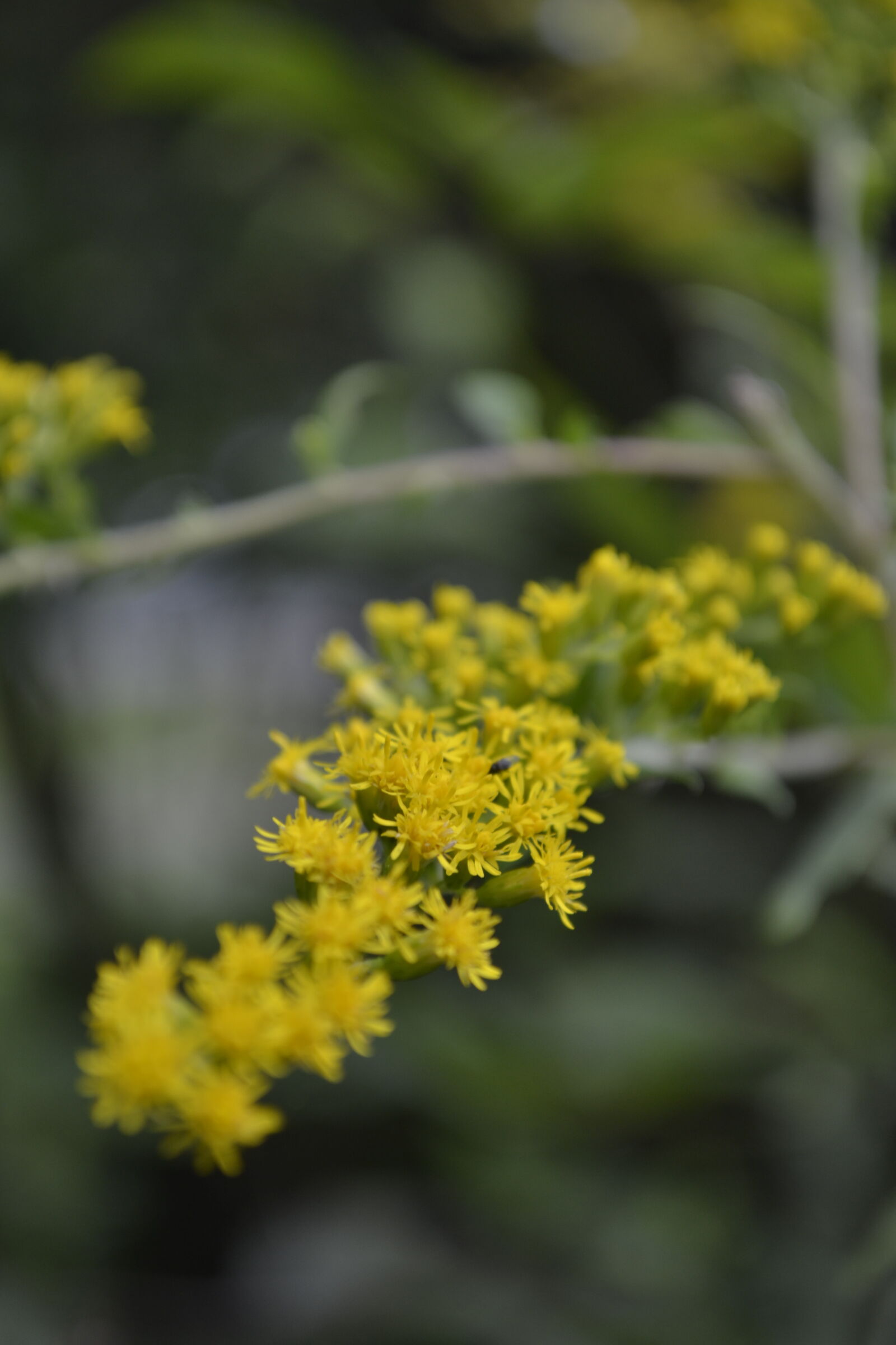 Nikon D3100 sample photo