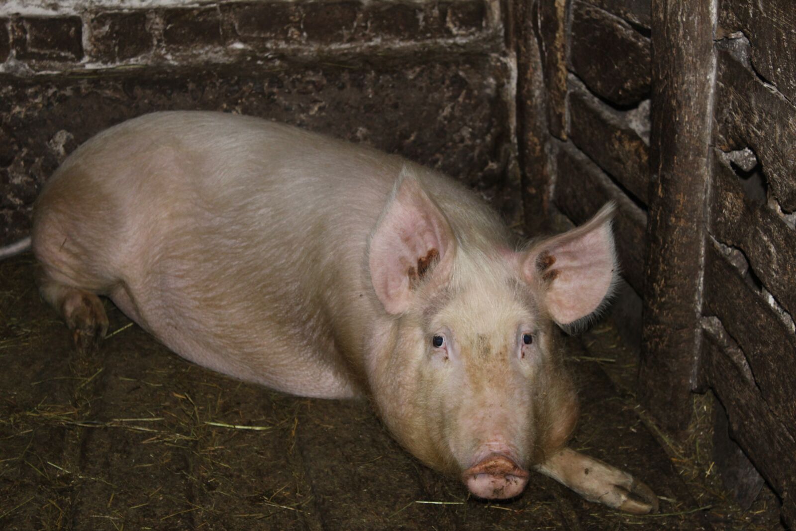 Canon EOS 1200D (EOS Rebel T5 / EOS Kiss X70 / EOS Hi) sample photo. Pig, farm, piglet photography
