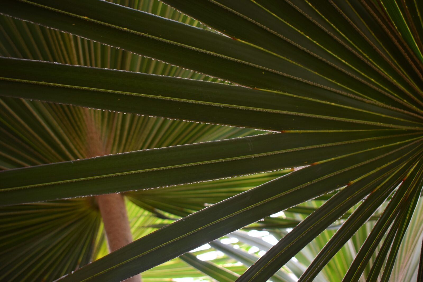 Nikon D3300 sample photo. Palm, pattern, green photography