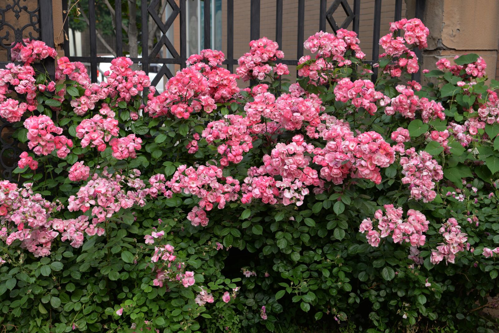 Nikon D610 sample photo. Wild flowers, flowers, community photography