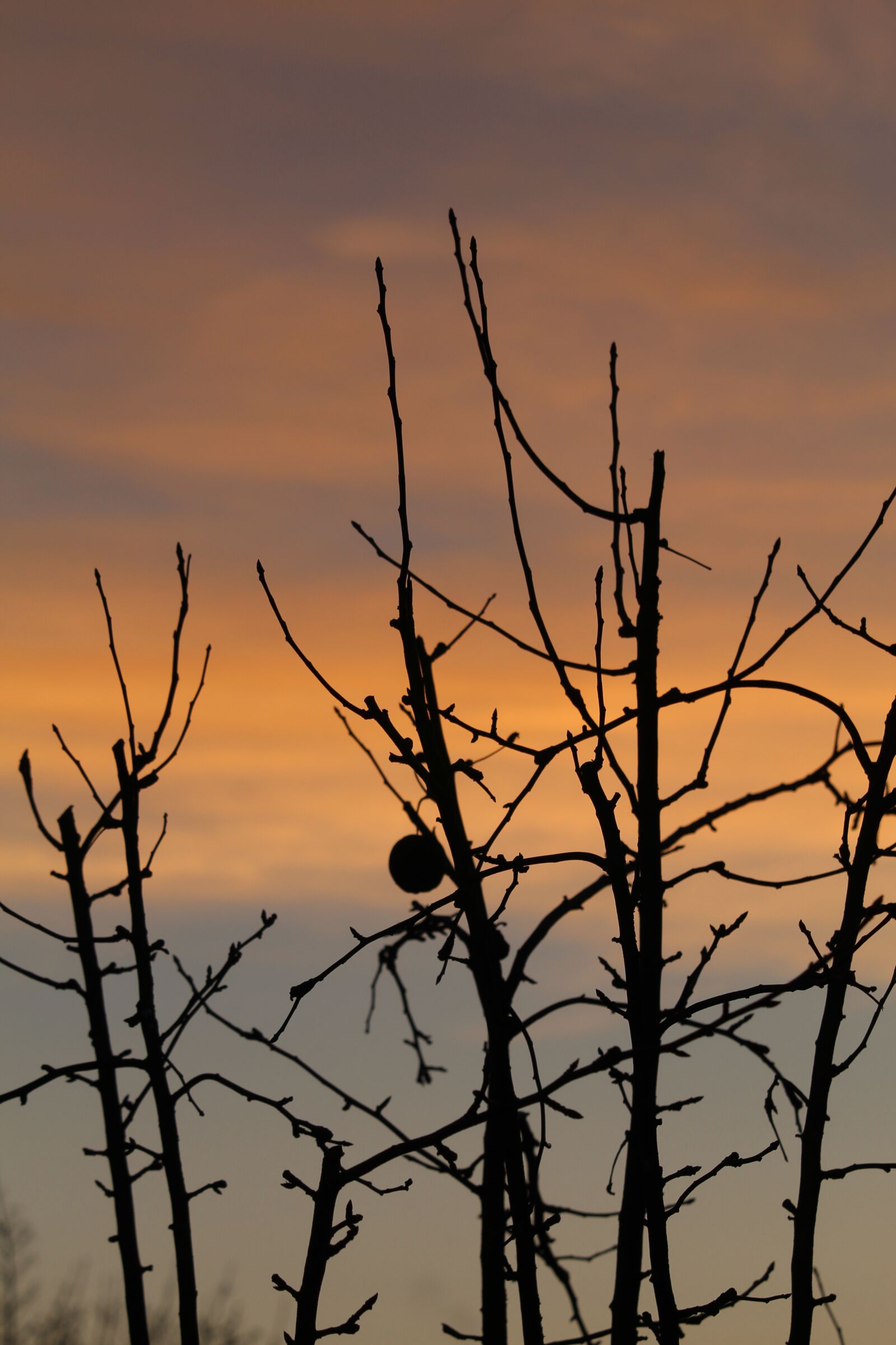 Canon EOS 4000D (EOS Rebel T100 / EOS 3000D) sample photo. Sunrise, apple, tree photography