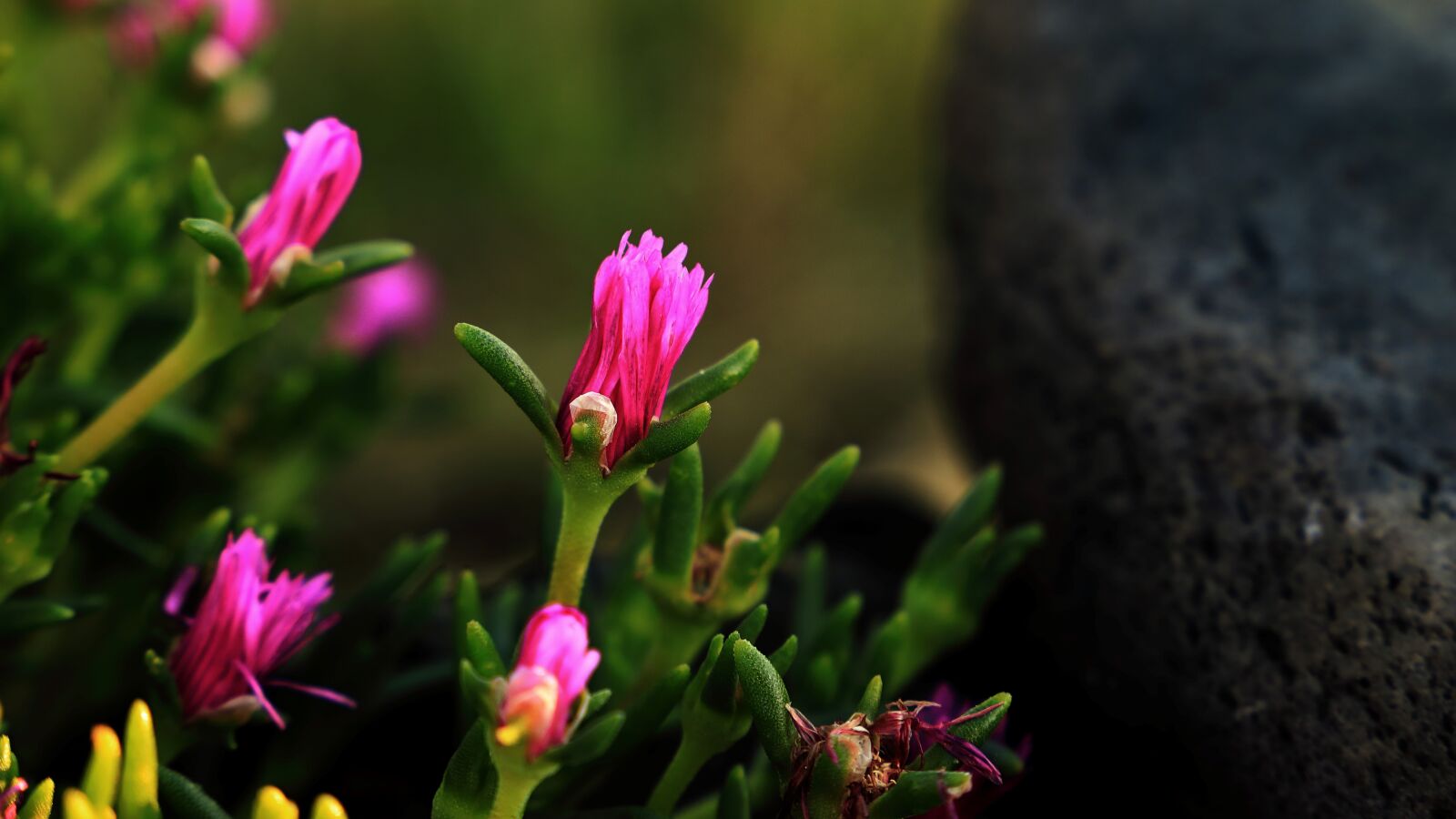 Canon EOS 5D Mark IV sample photo. Affix, flowers, petal photography