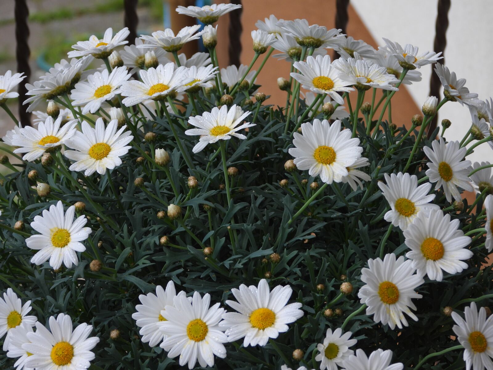 Nikon Coolpix P1000 sample photo. Daisies, flowers, margaretki photography
