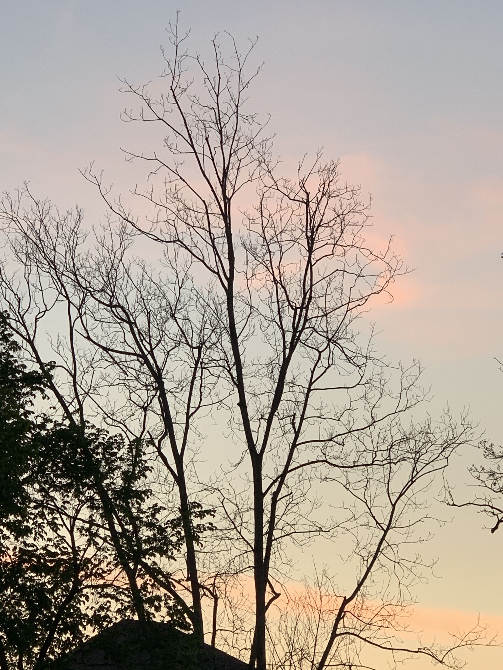 Apple iPhone XS Max + iPhone XS Max back dual camera 6mm f/2.4 sample photo. Sunset, tree, sky photography