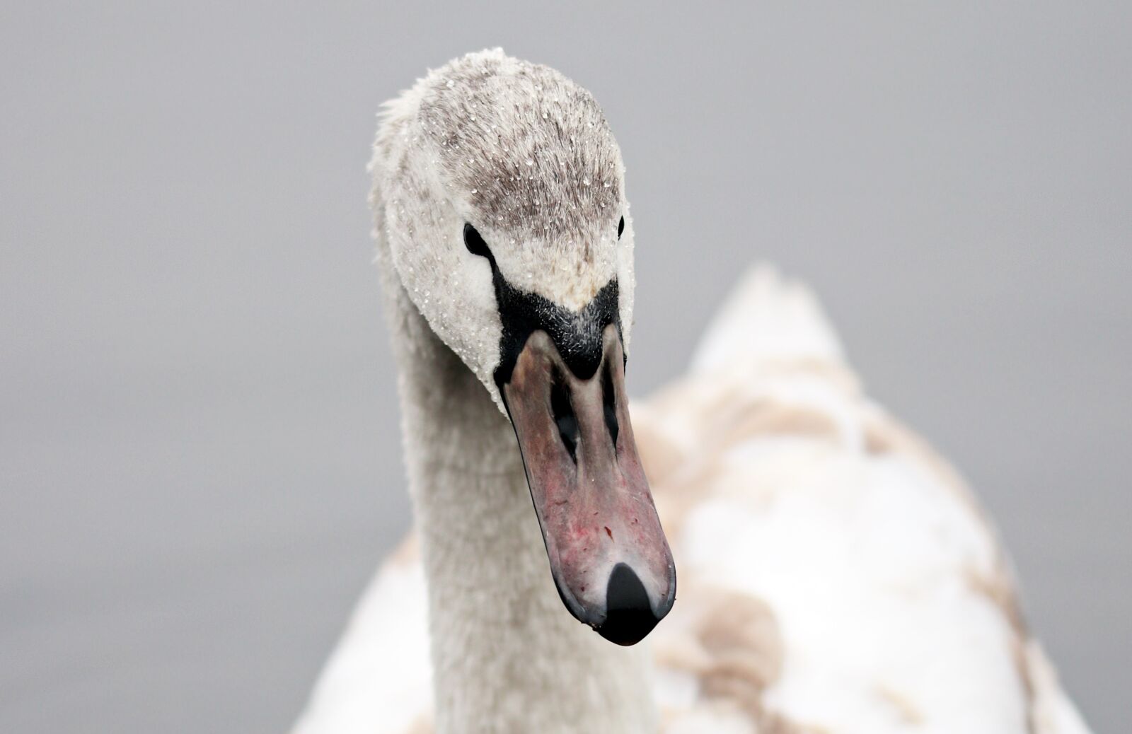 Canon EOS 80D sample photo. Swan, proud to be photography