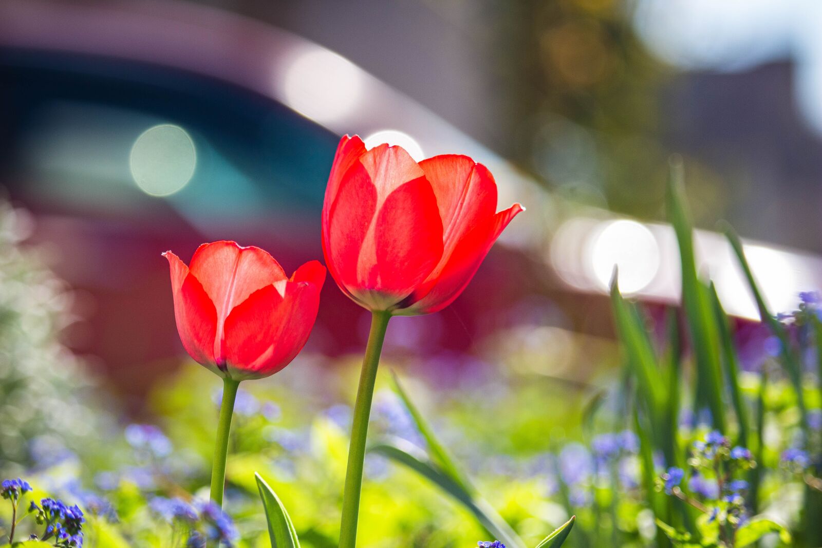 Canon EOS 100D (EOS Rebel SL1 / EOS Kiss X7) sample photo. Tulips, flowers, spring photography