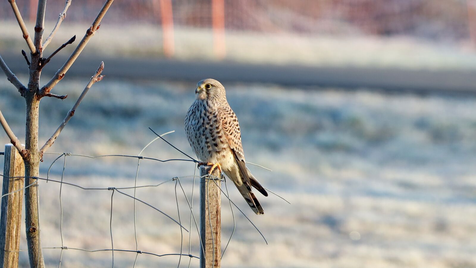 Canon EOS R + Canon EF 70-300 F4-5.6 IS II USM sample photo. Falcon, bird, raptor photography