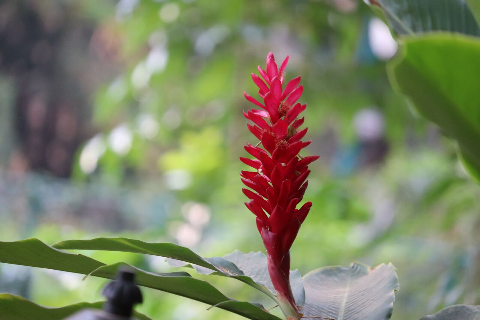 Canon EF-S 55-250mm F4-5.6 IS STM sample photo. Nature, image, landscape photography