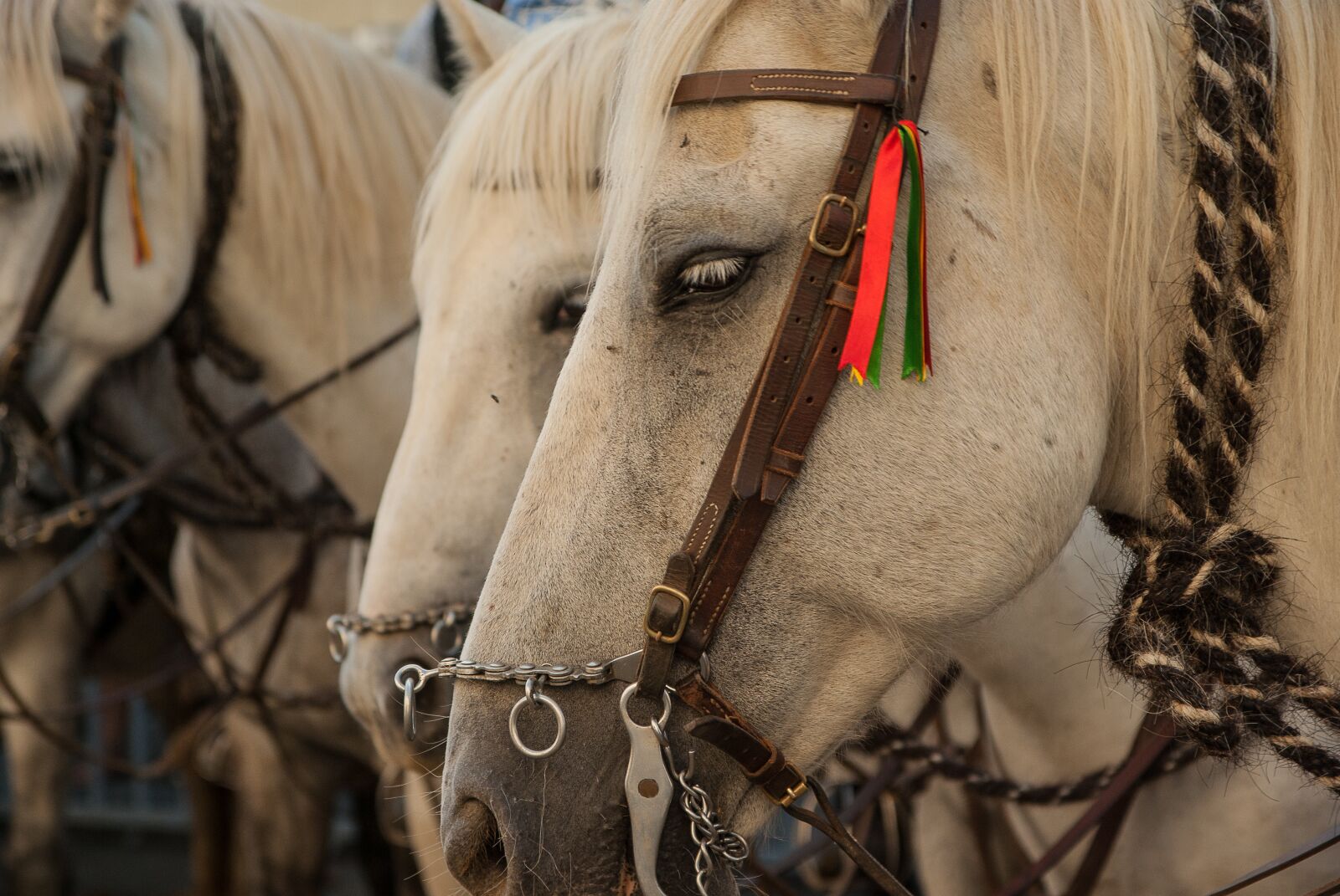Pentax K10D sample photo. Camargue, horses, harness photography