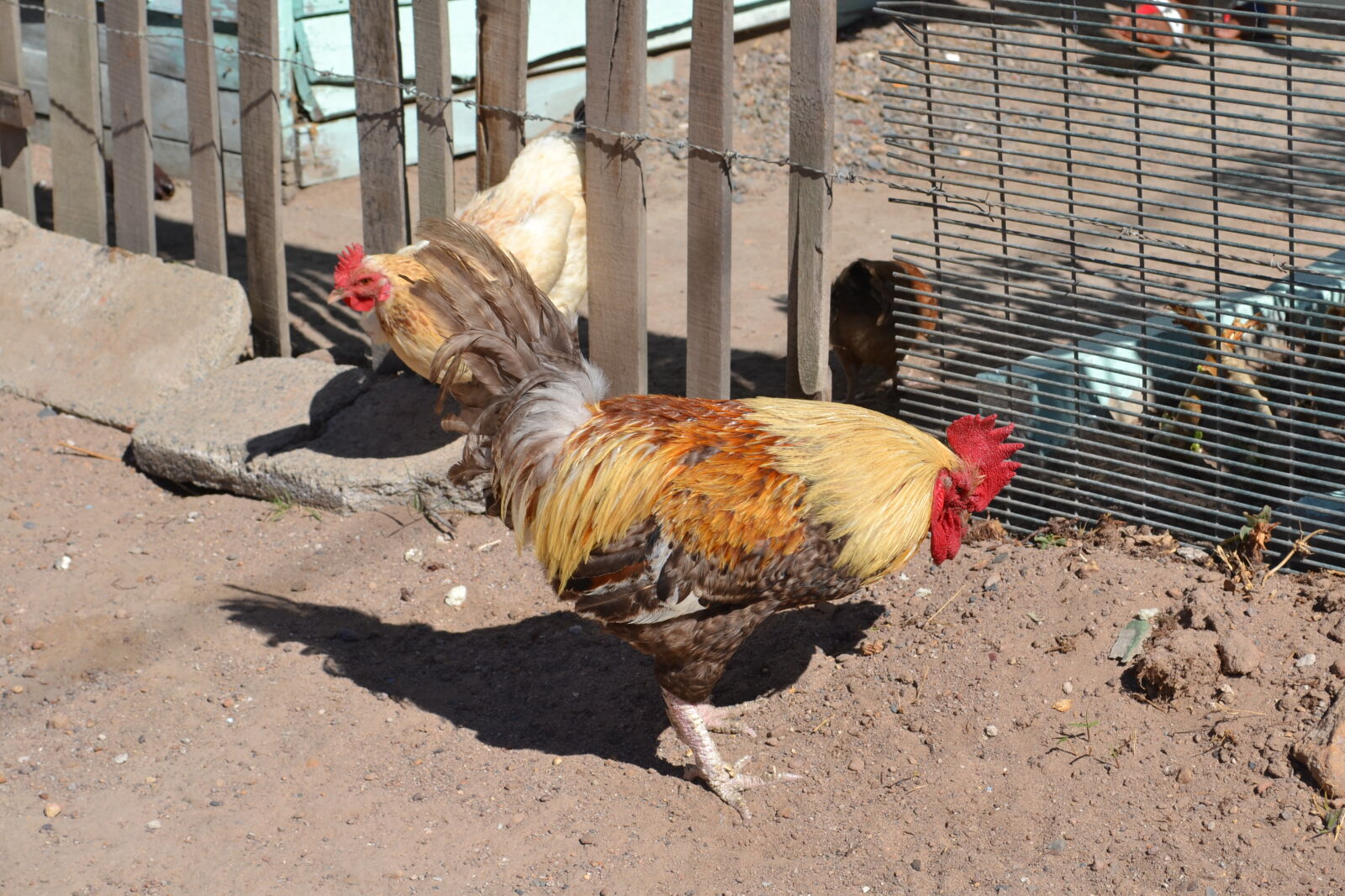 Nikon D3100 sample photo. Rooster photography