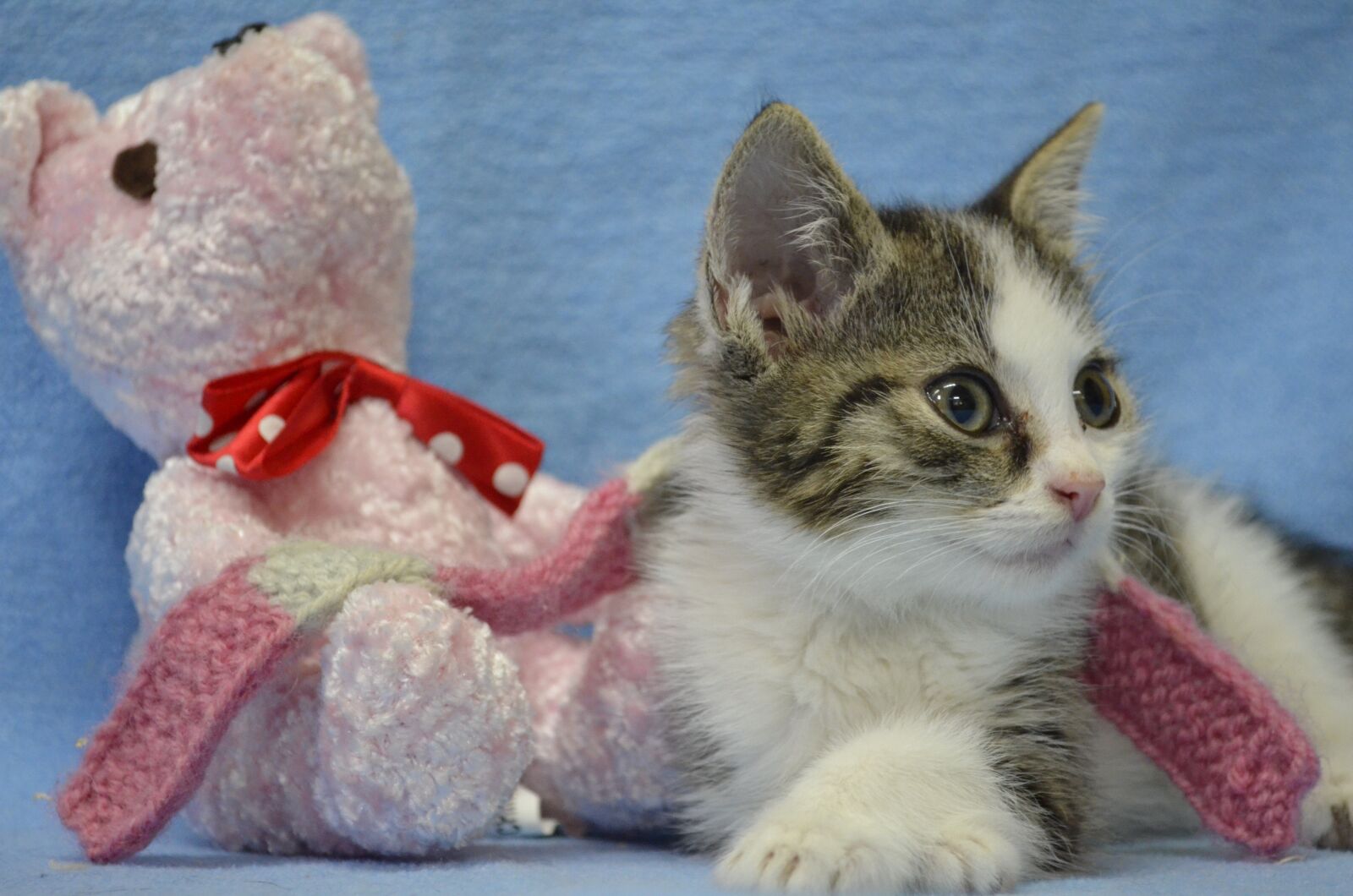 Nikon D5100 sample photo. Model, paulinchen, baby kitten photography
