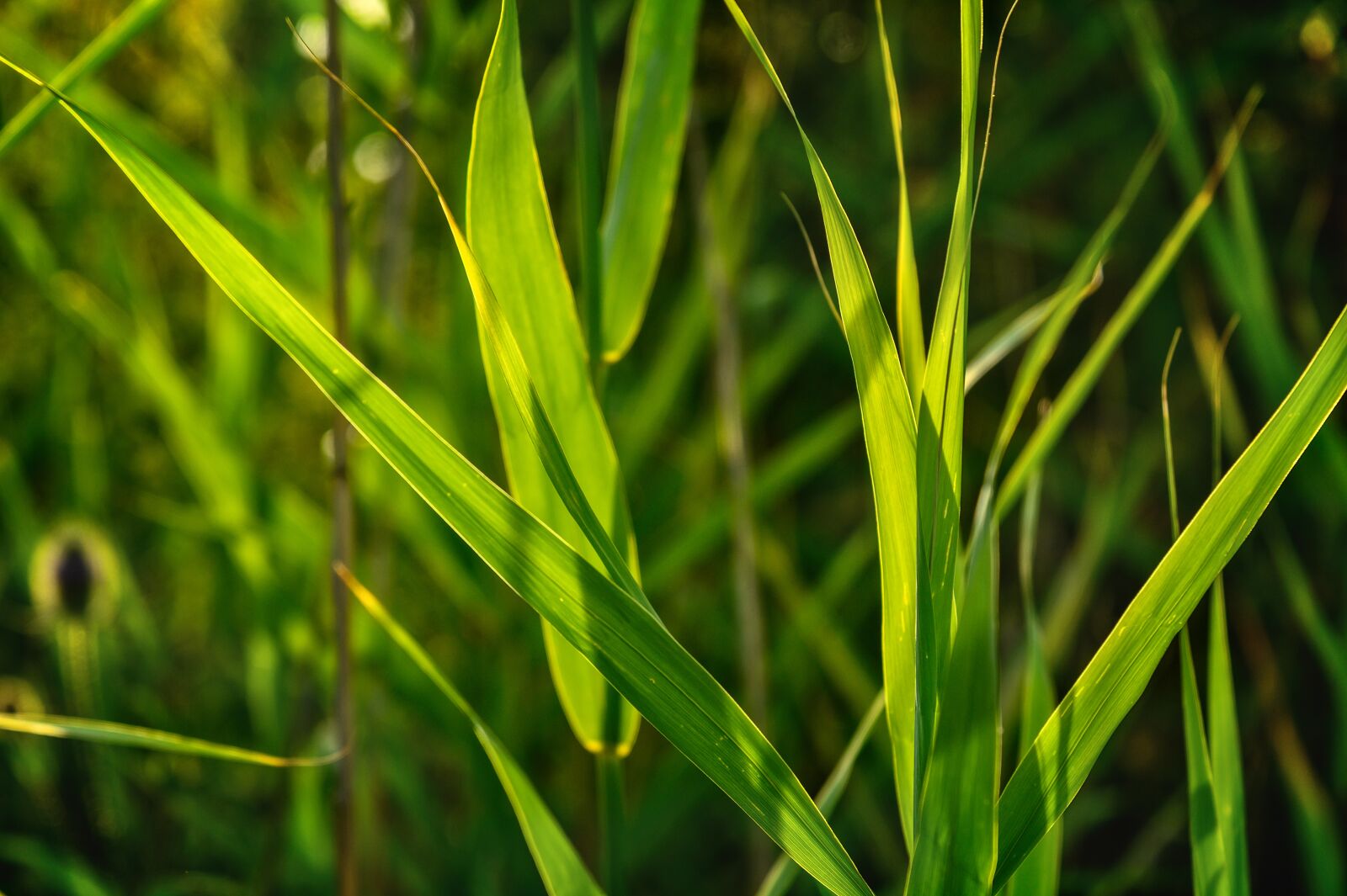Nikon Z6 sample photo. Reed, grass, mood photography