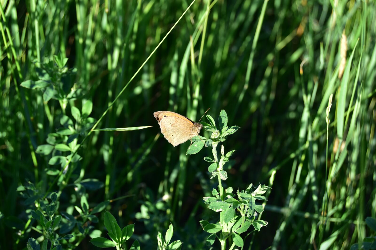 Nikon D5600 sample photo. Butterfly, macro, insect photography