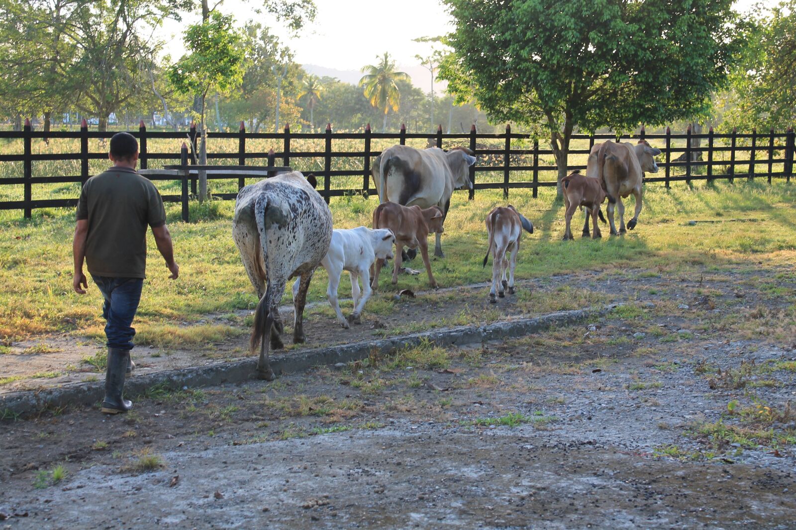 Canon EOS 1100D (EOS Rebel T3 / EOS Kiss X50) sample photo. Cows, farm, mount photography