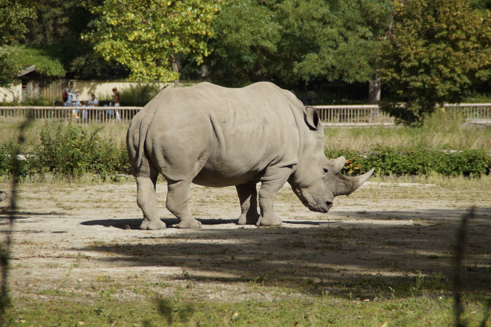 Sony SLT-A58 sample photo. Rhino, zoo, enclosure photography