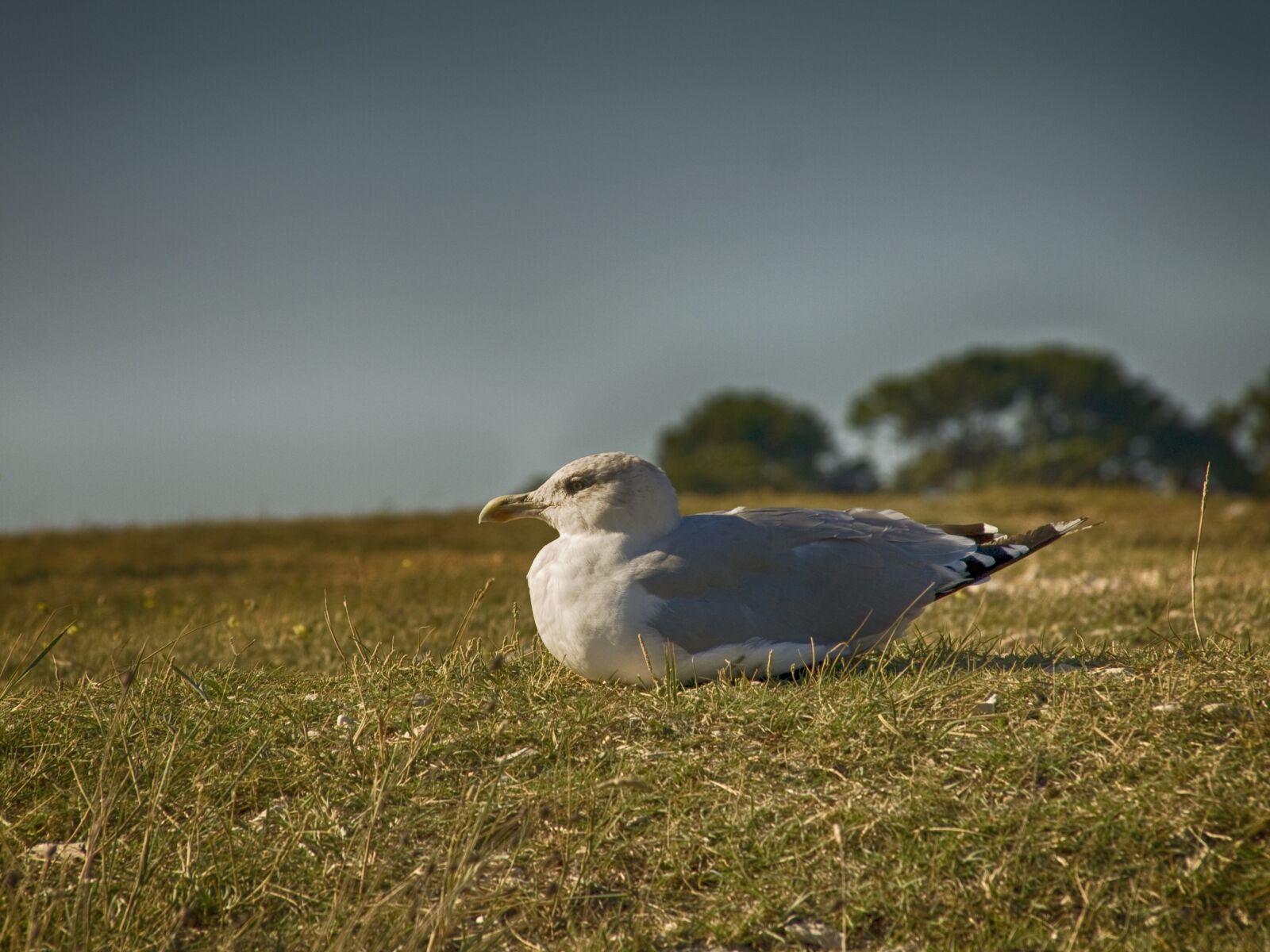 Olympus E-510 (EVOLT E-510) sample photo. Bird, nature, grass photography