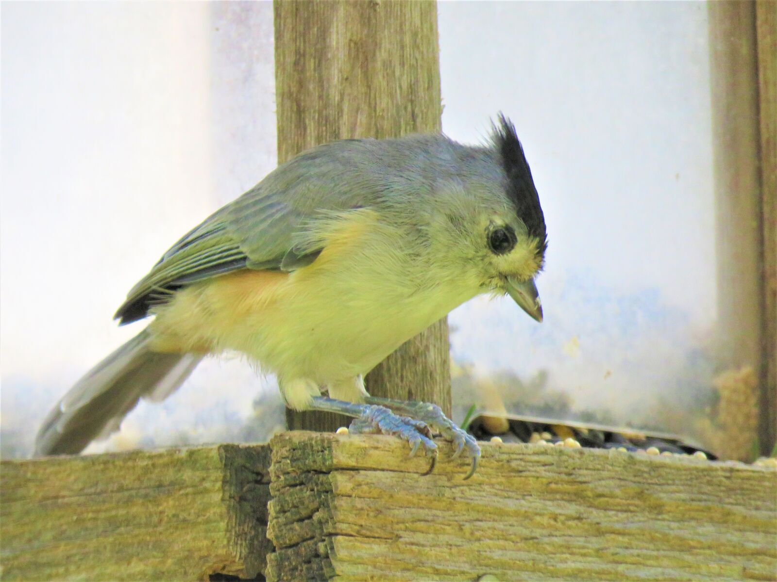 Canon PowerShot SX60 HS sample photo. Bird, close up, wildlife photography