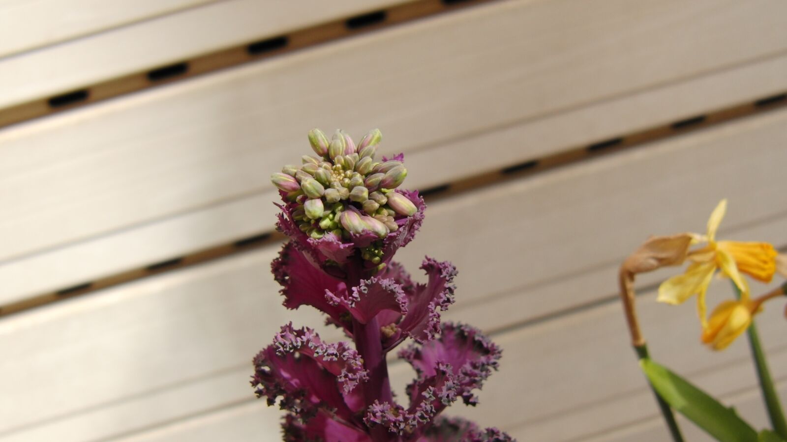 CASIO EX-F1 sample photo. Plant, purple, nature photography