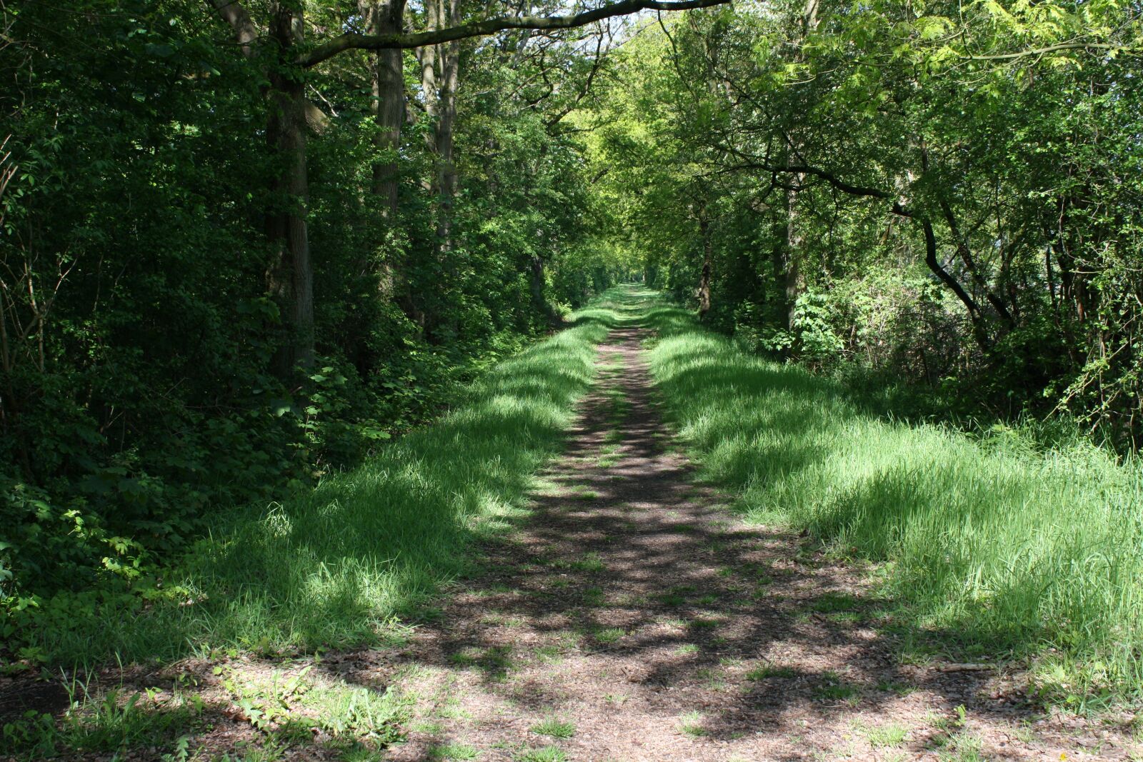 Canon EOS 1000D (EOS Digital Rebel XS / EOS Kiss F) sample photo. Way, path, trees photography