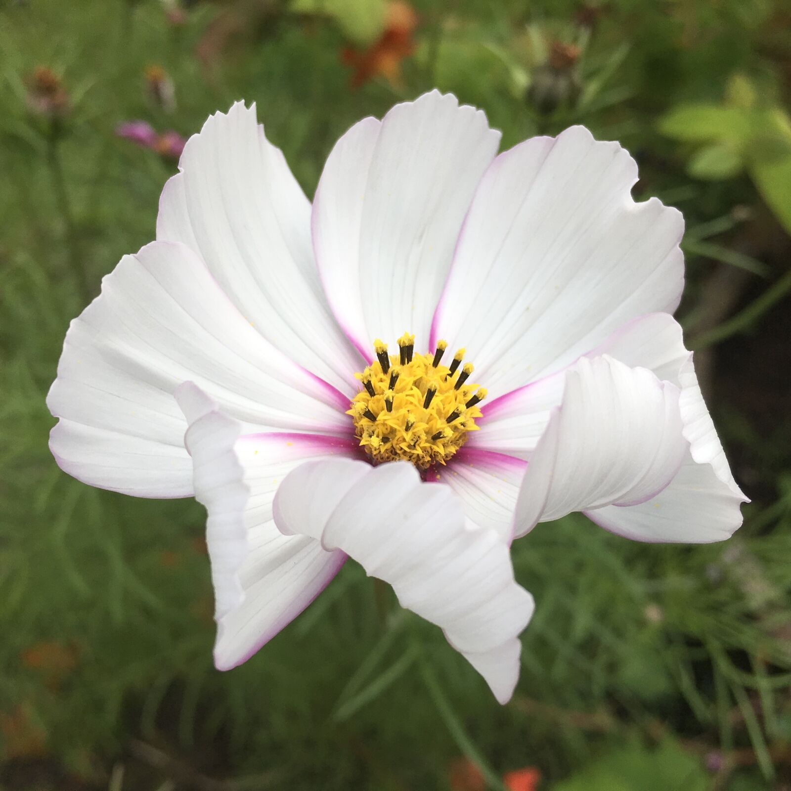 Apple iPad Pro sample photo. Flower, flower close-up, white photography