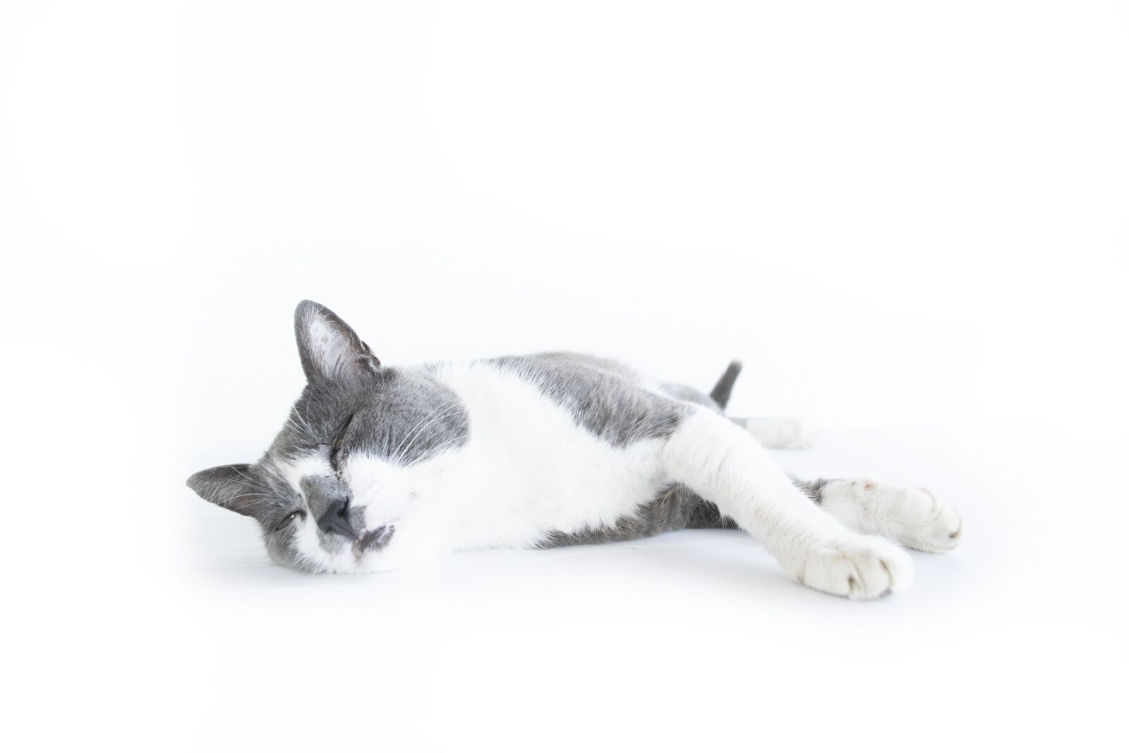 Nikon D5300 sample photo. Cat, pet, resting photography