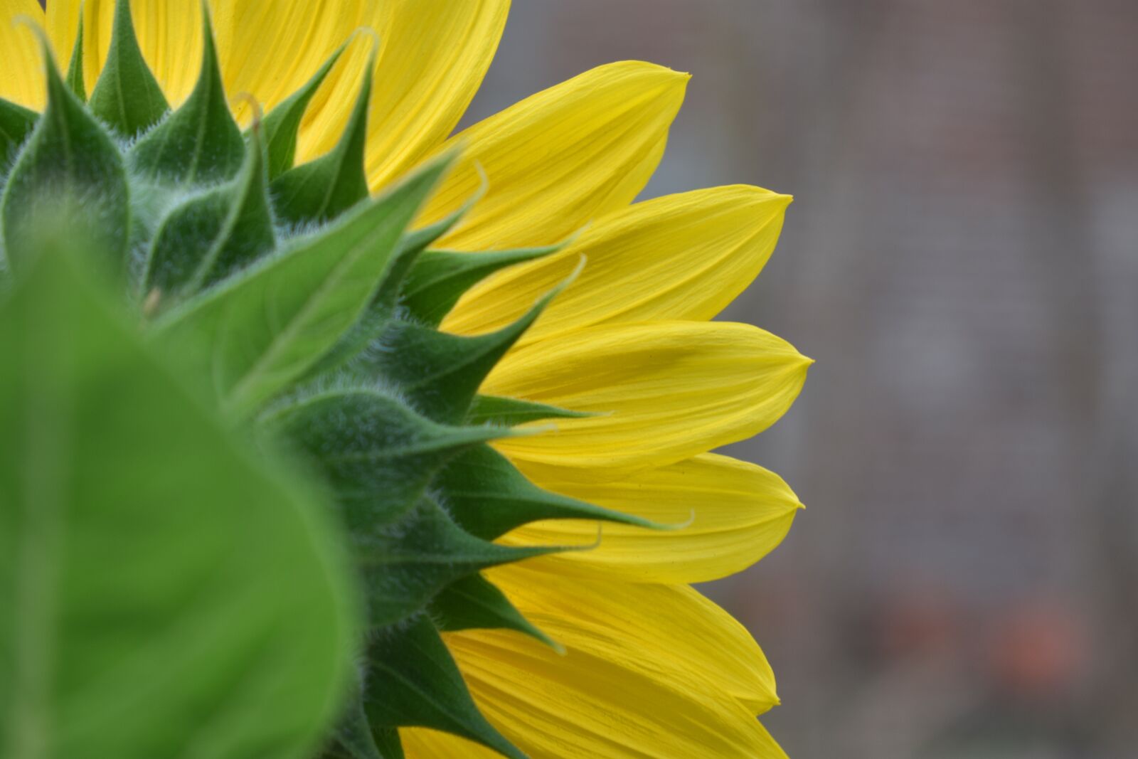 Nikon D3400 sample photo. Sunflower, blossom, yellow photography