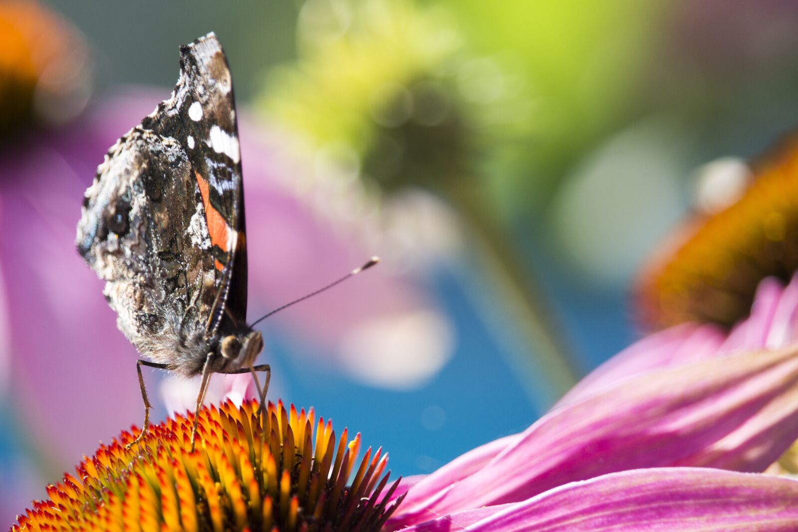 Canon EOS 700D (EOS Rebel T5i / EOS Kiss X7i) sample photo. Nature, papillion, macro photography