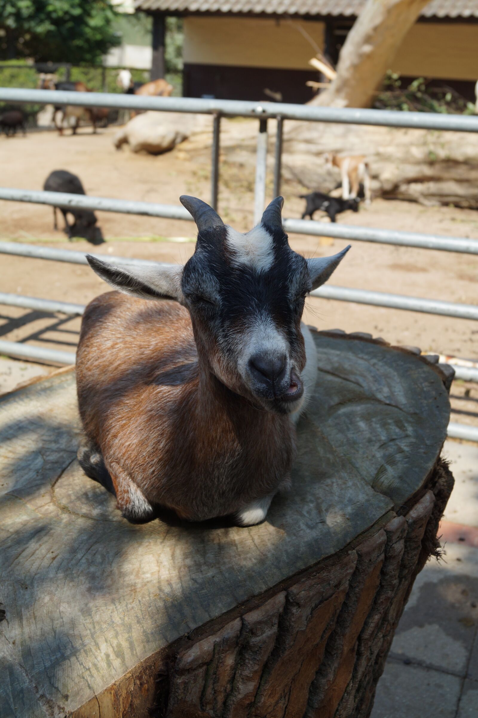 Sony DT 18-55mm F3.5-5.6 SAM II sample photo. Zoo, goat, young animal photography