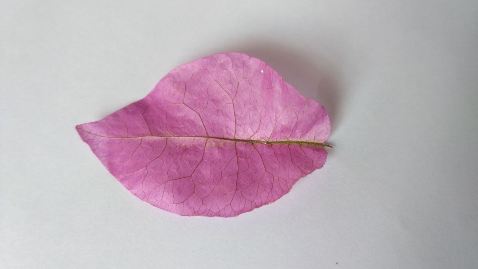 Xiaomi Redmi 3S sample photo. Leaf, pink, dry photography