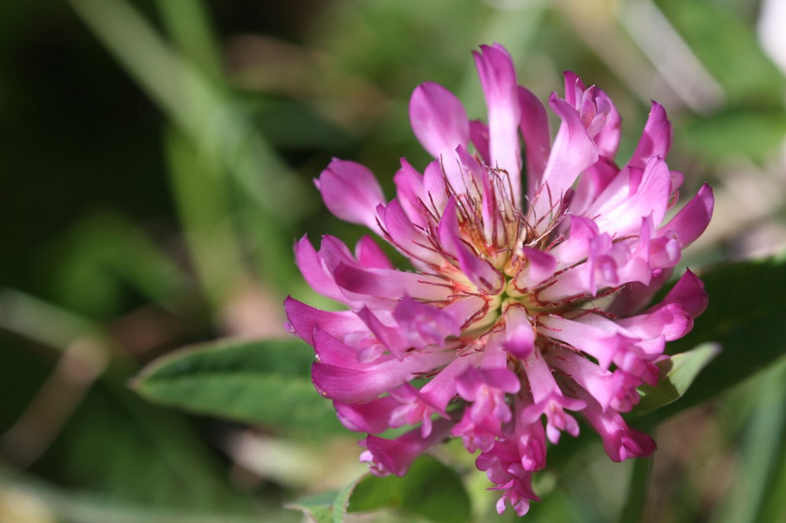Canon EOS 450D (EOS Rebel XSi / EOS Kiss X2) sample photo. Flower, alm, summer photography