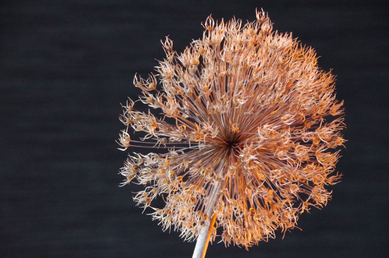 Pentax K-50 sample photo. Garlic flower, dried flower photography