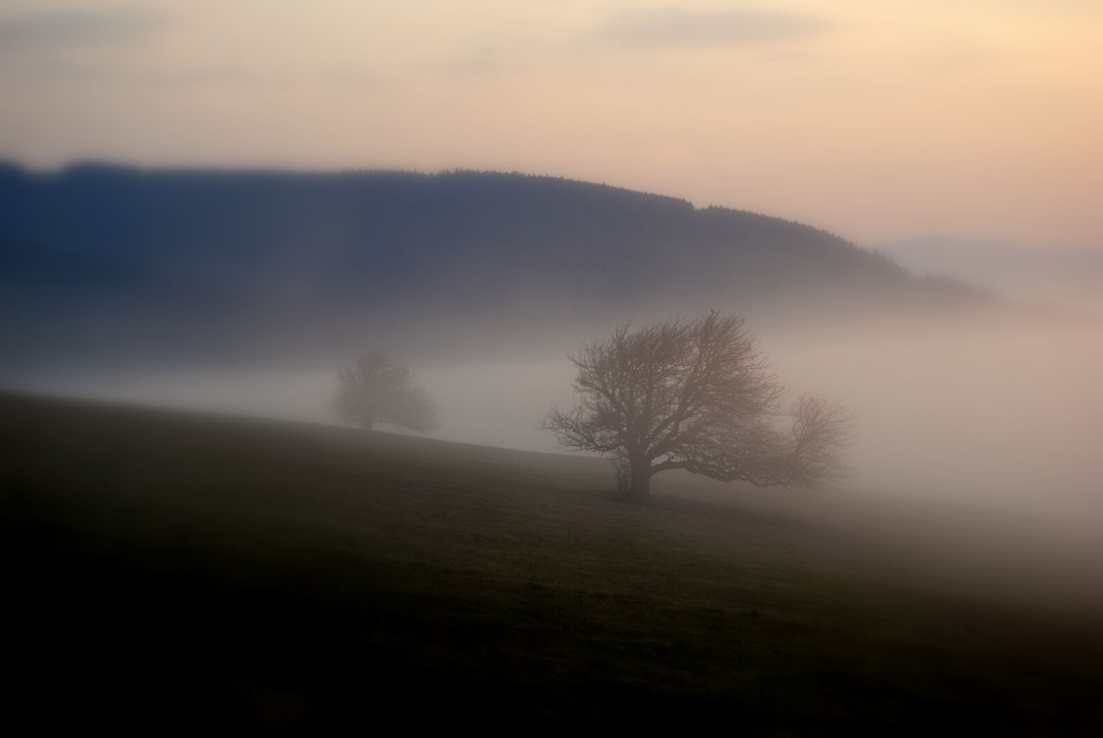 Nikon D60 sample photo. Fog, nature, tree photography