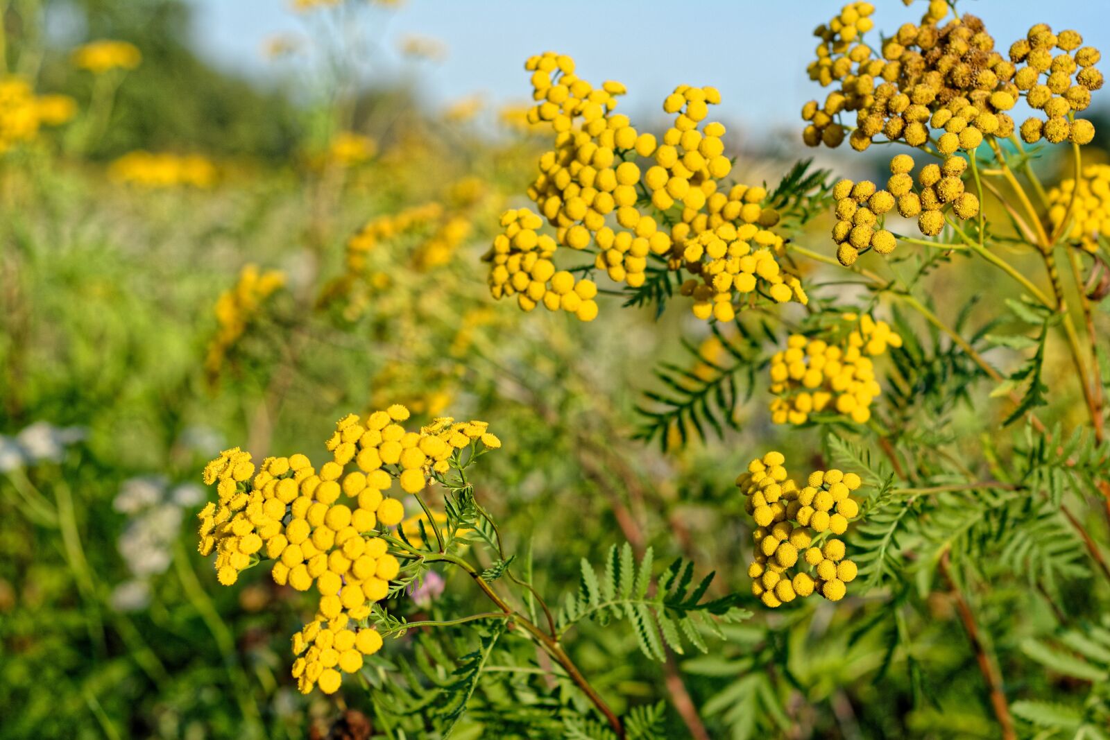 Nikon D5200 sample photo. Wrotycz, yellow, autumn photography