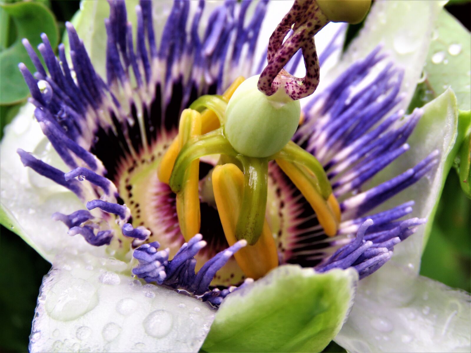 Canon PowerShot SX60 HS sample photo. Flower, macro, unwinding photography