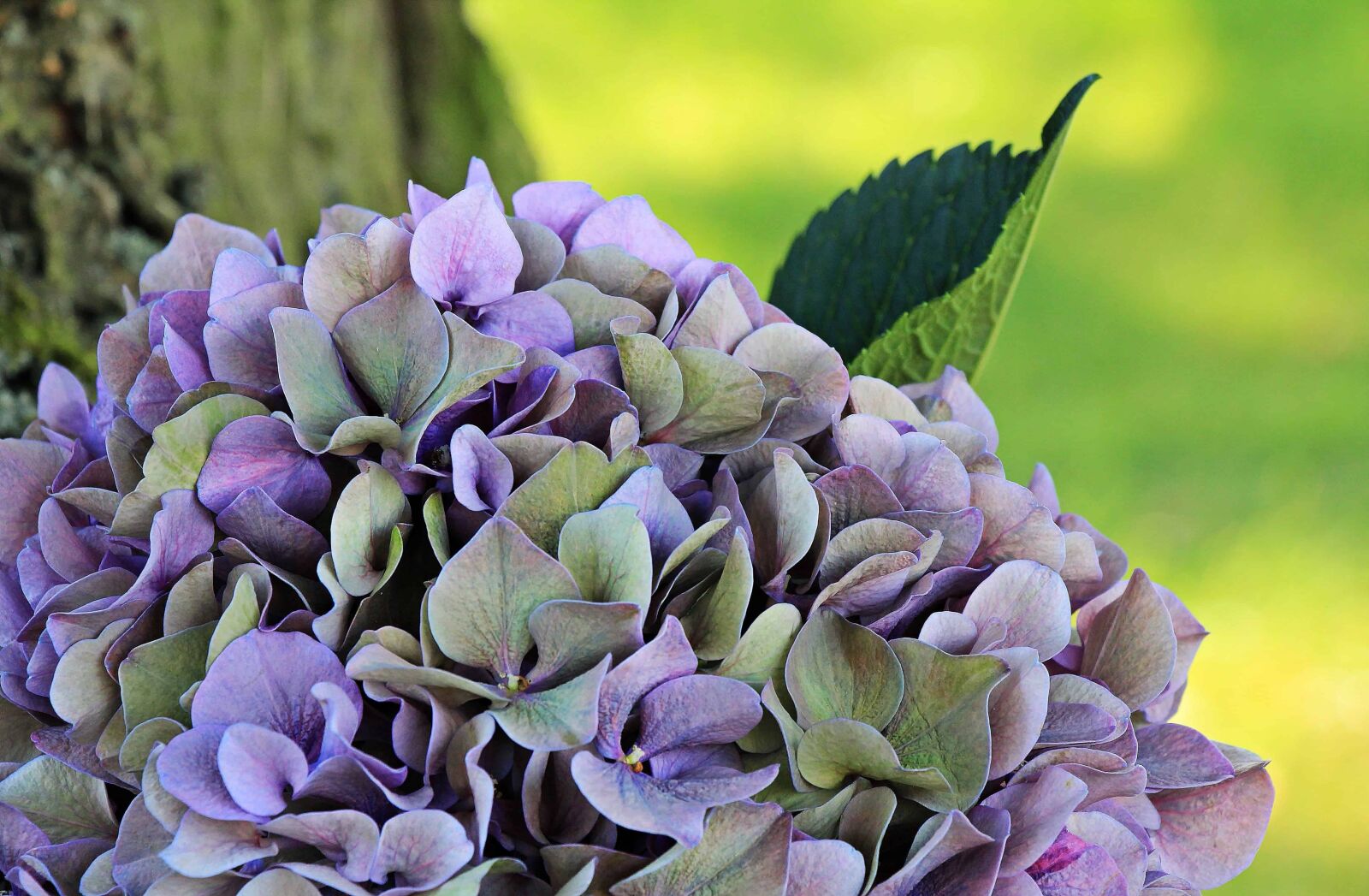 Canon EOS 550D (EOS Rebel T2i / EOS Kiss X4) sample photo. Hydrangea, garden, leaf, summer photography