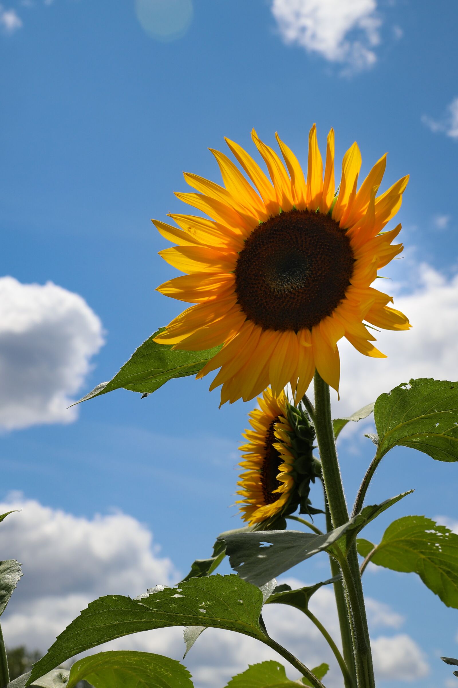 Canon EOS 5D Mark IV sample photo. Sunflower, flower, clouds photography