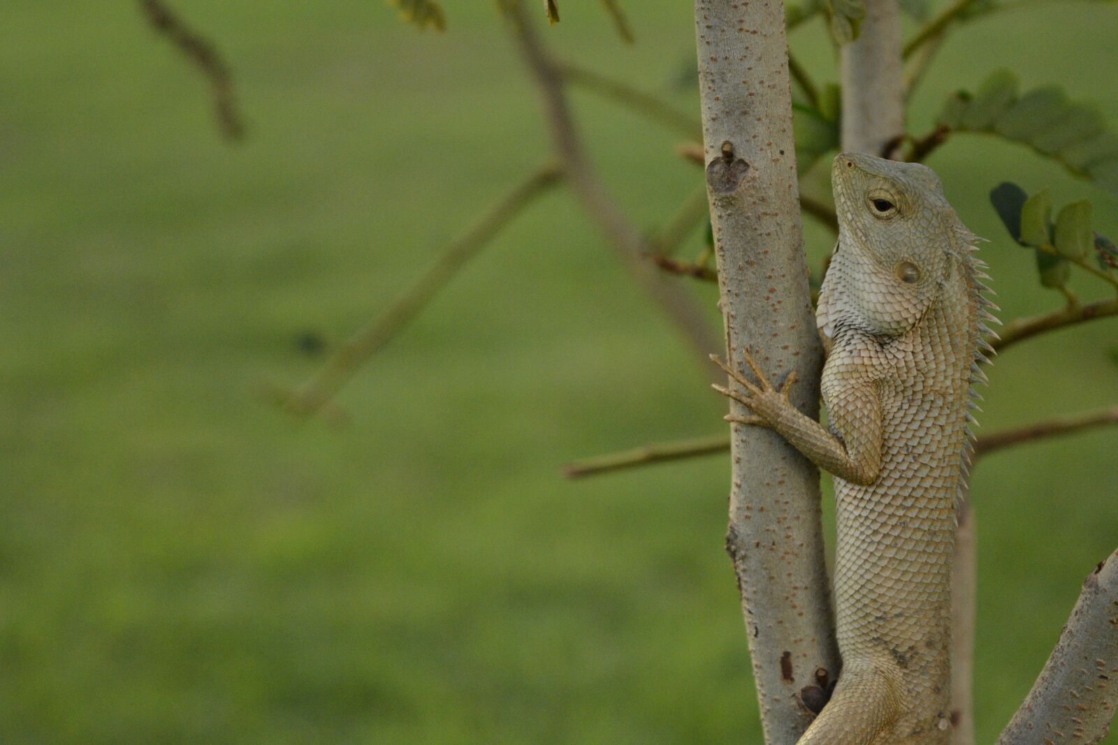 Nikon D5200 sample photo. Chameleon, nature life, wildlife photography