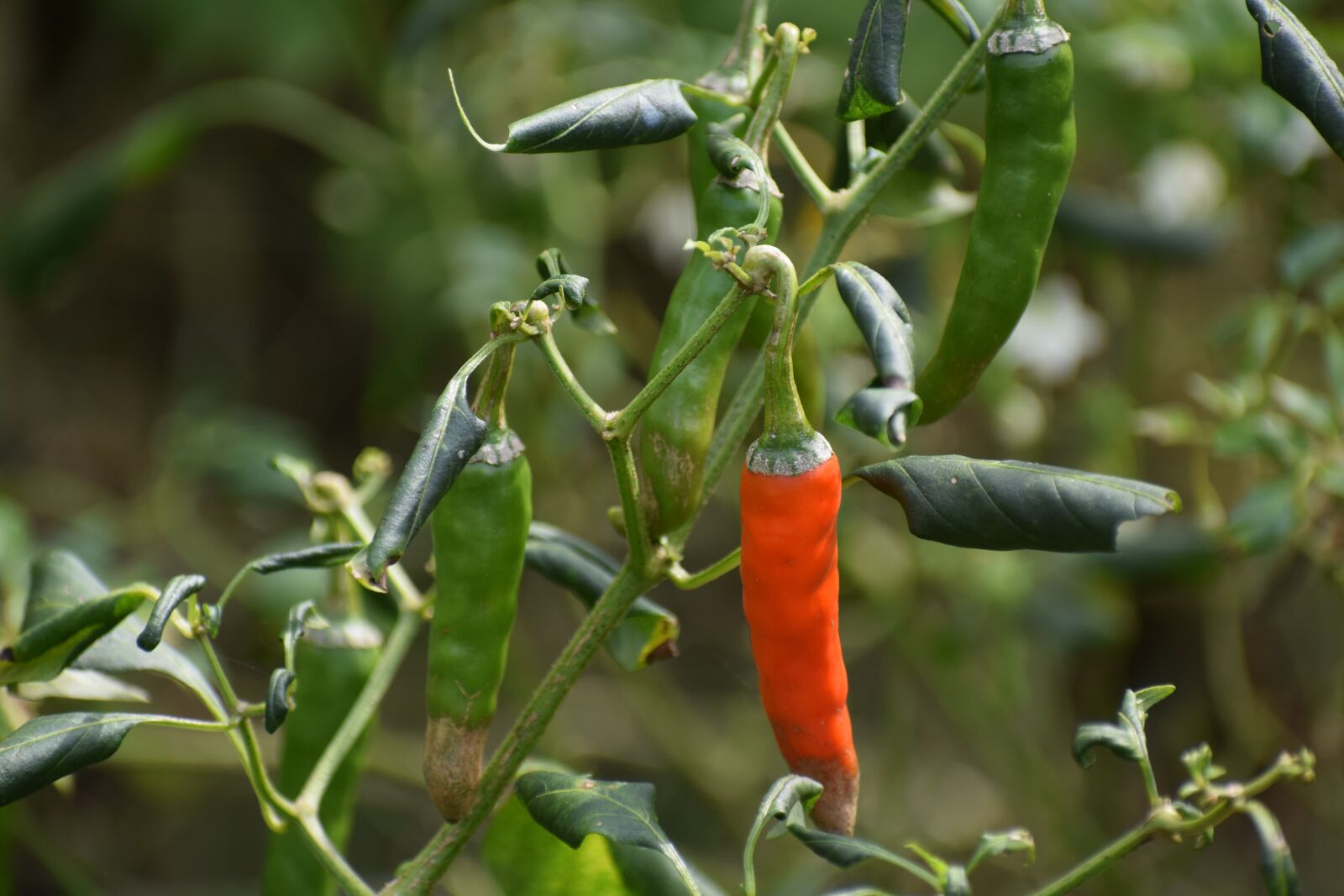 Nikon D3300 sample photo. Chili, fruit, plant photography