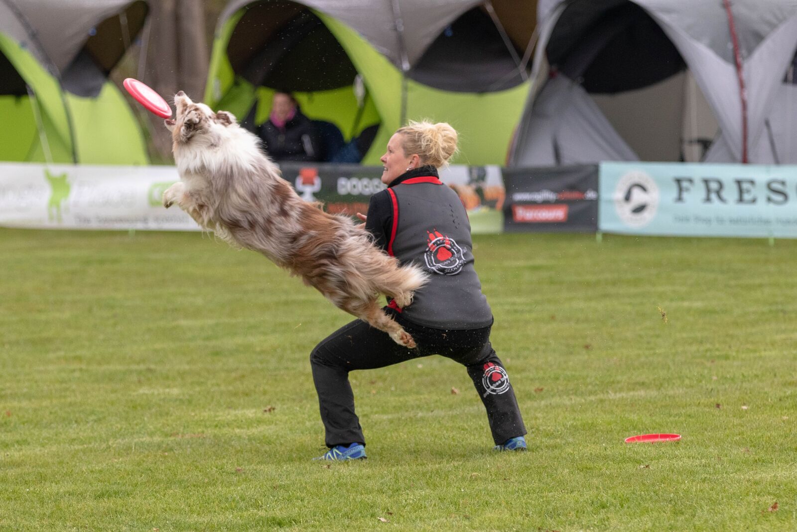 Canon EOS 80D sample photo. Frisbee, dogfrisbee, disc mastiffs photography