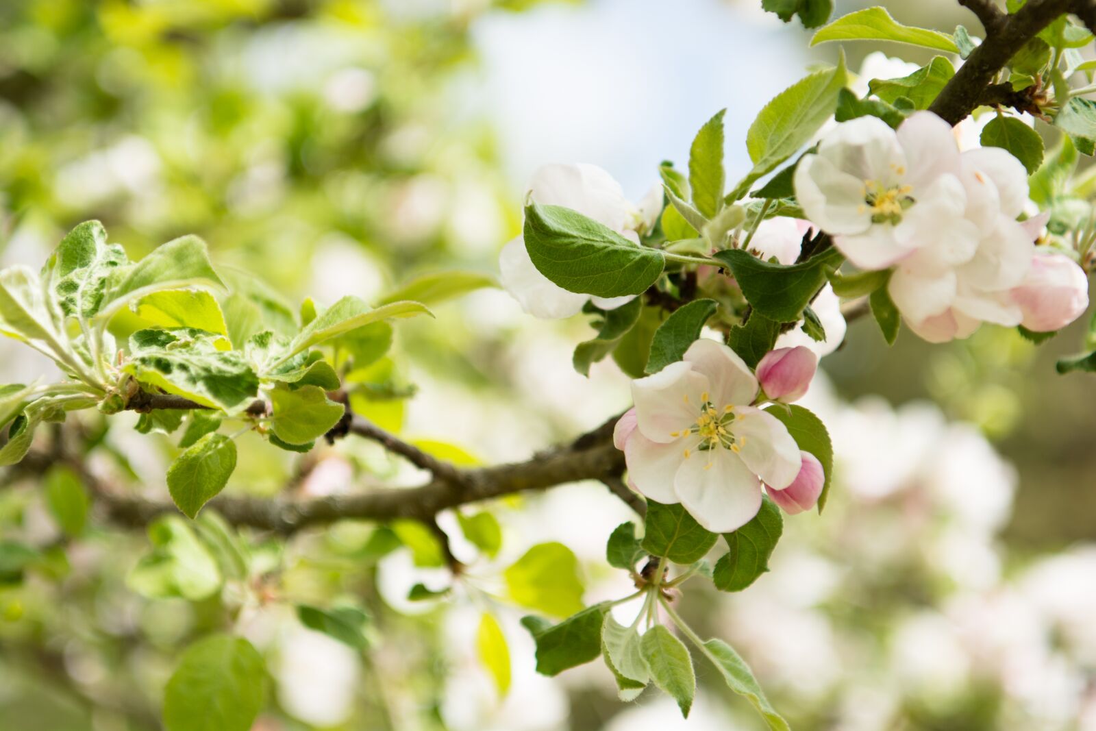 Nikon D7100 sample photo. Blossom, bloom, nature photography
