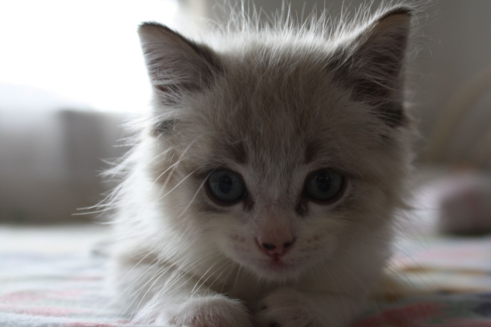 Canon EOS 1000D (EOS Digital Rebel XS / EOS Kiss F) sample photo. Cat, kitten, feline photography