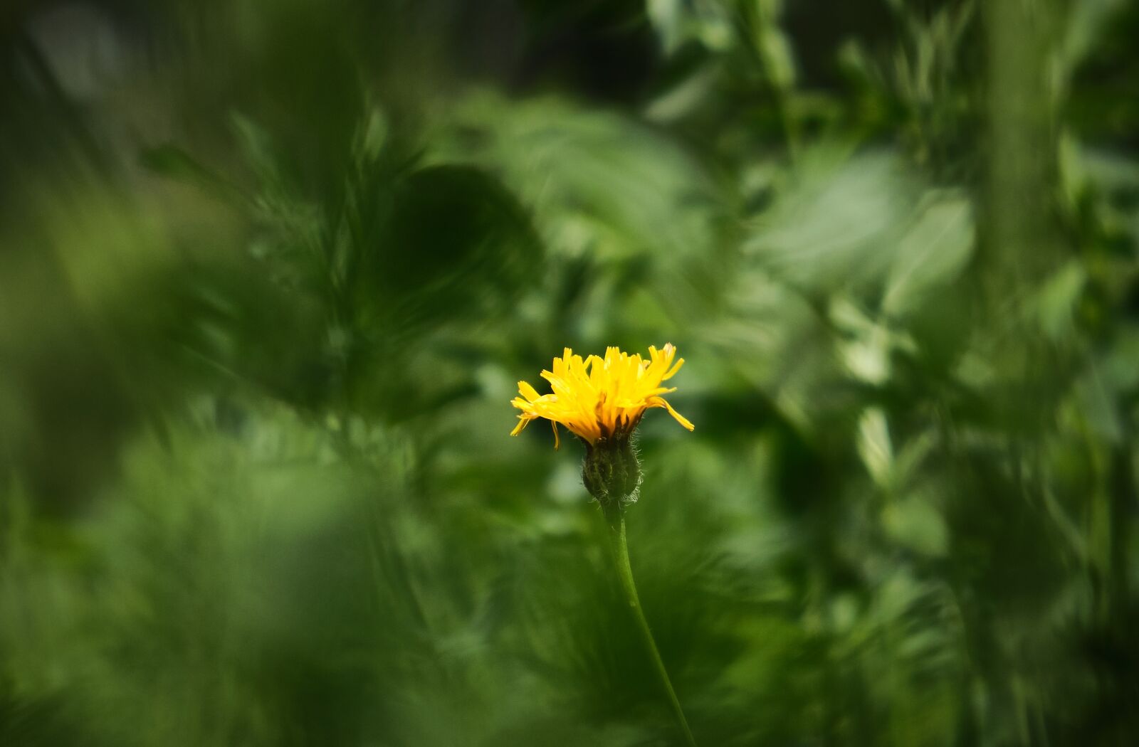 Fujifilm XF 18-55mm F2.8-4 R LM OIS sample photo. Flower, focus, yellow photography