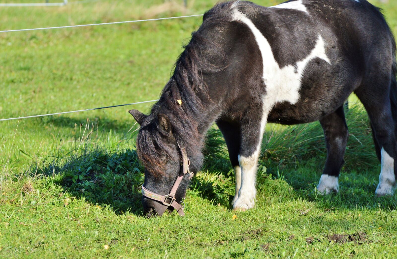 Nikon D3200 sample photo. Horse, pony, mane photography