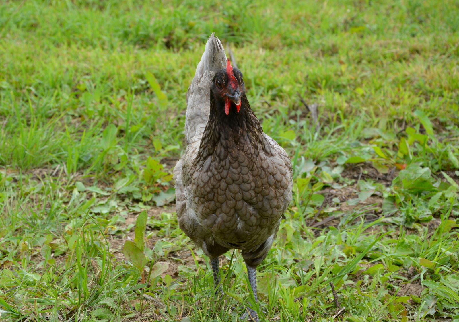 Nikon D5200 sample photo. Hen, hen limo, eggs photography