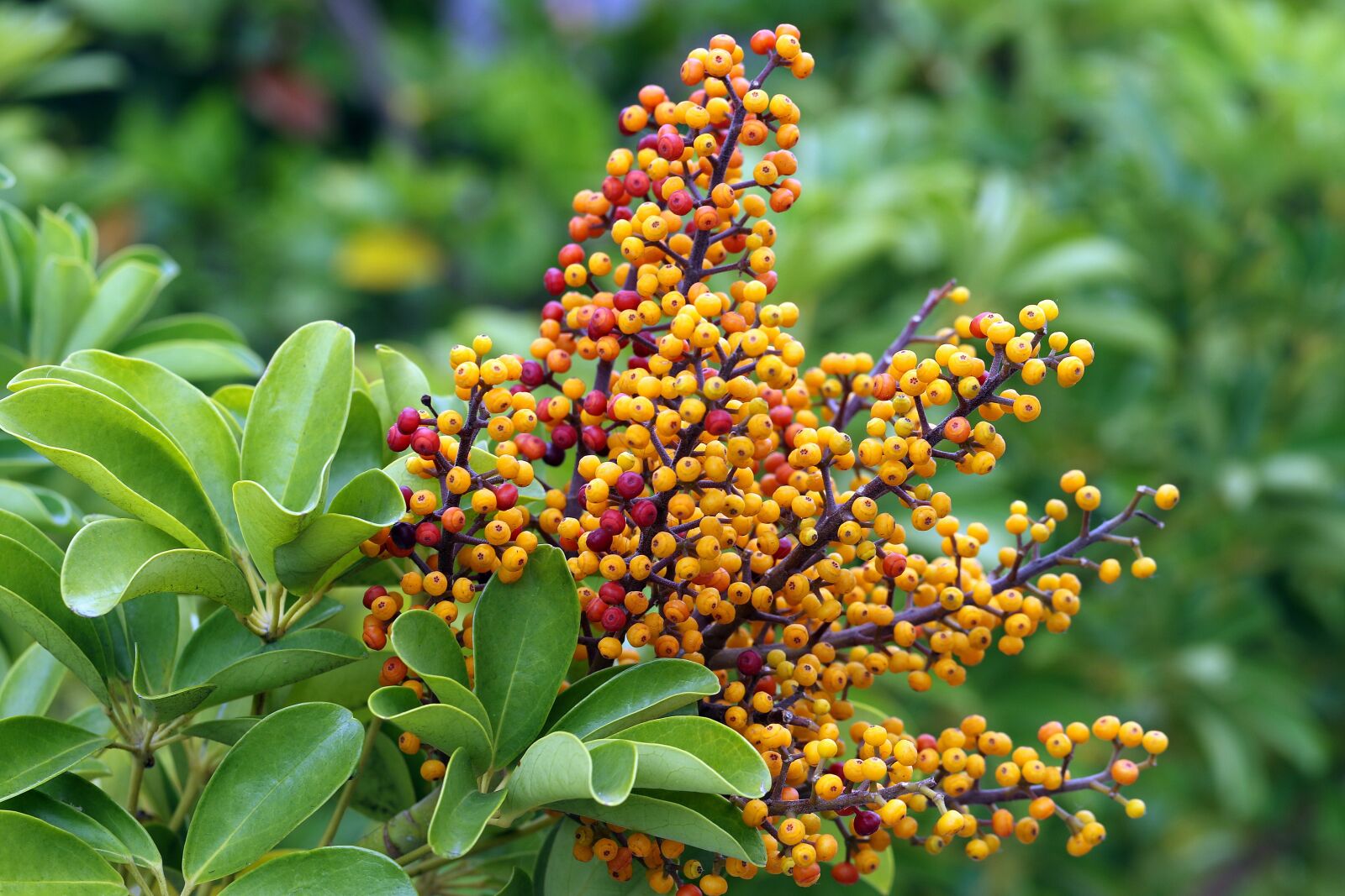 Canon EOS 7D Mark II sample photo. Spray, fruit, exotic plant photography