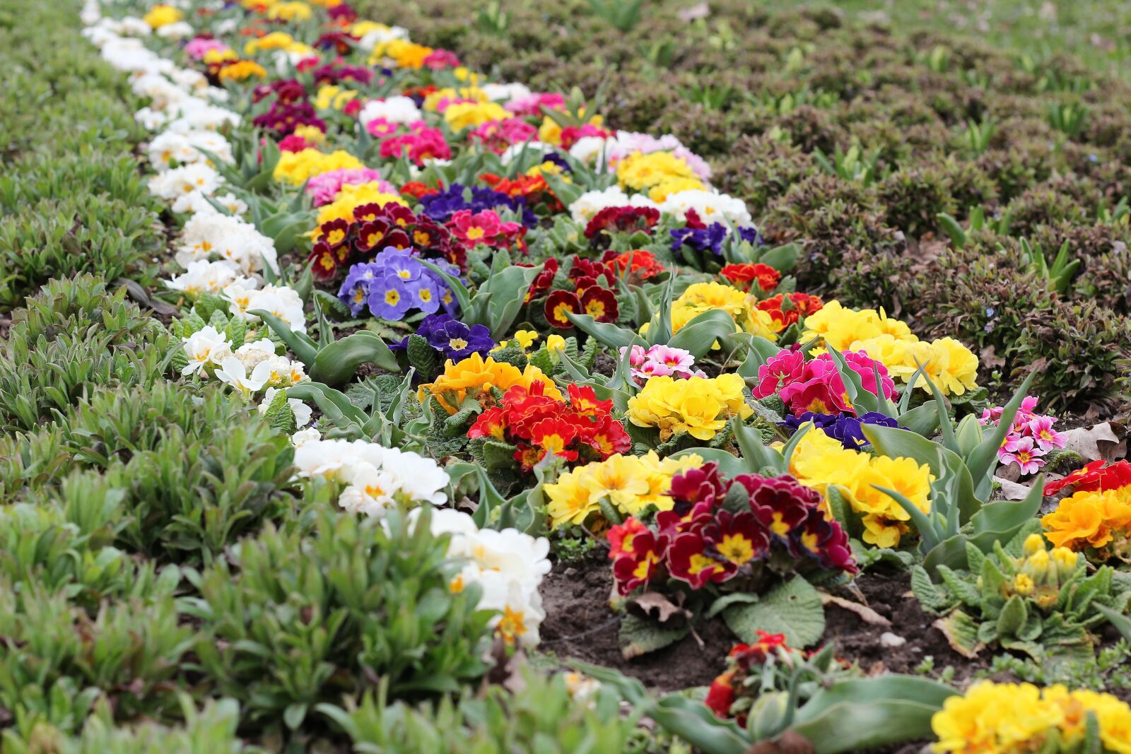 Canon EOS 600D (Rebel EOS T3i / EOS Kiss X5) + Canon EF 50mm F1.8 II sample photo. Springtime, flowers, primrose photography